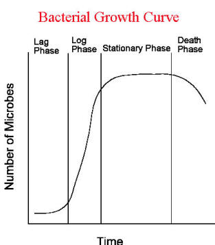 Bacterial Growth Patterns